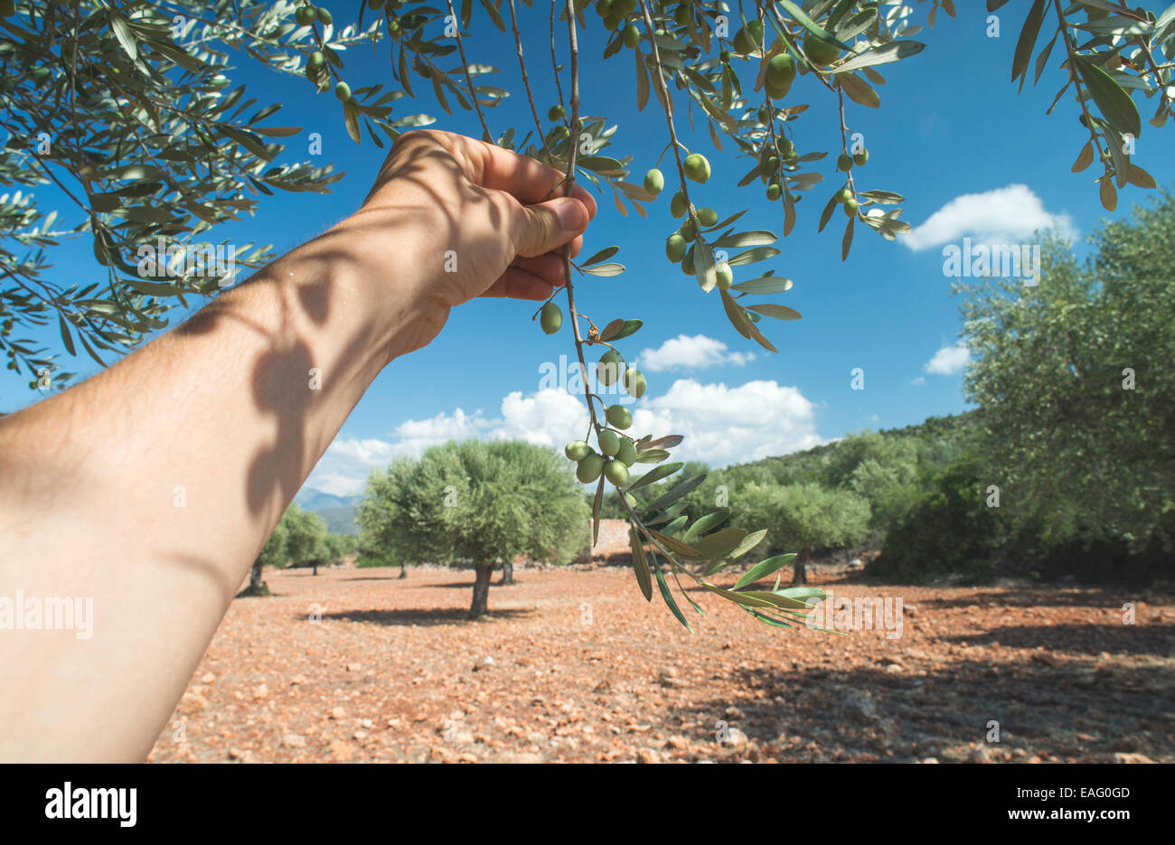 mano-sujetando-la-rama-de-olivo-la-luz-del-sol-eag0gd