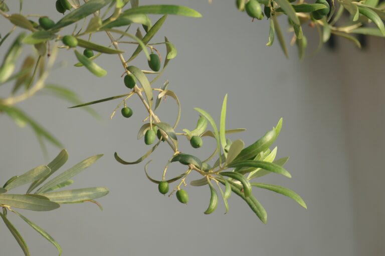 olives-4422646_1920